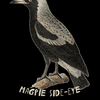 Magpie side-eye design detail — vintage Australian magpie illustration with hand-lettered text