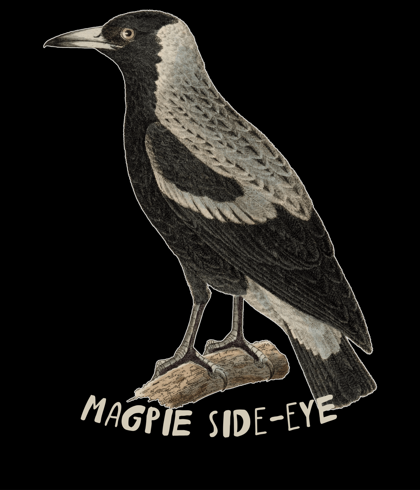 Magpie side-eye design detail — vintage Australian magpie illustration with hand-lettered text